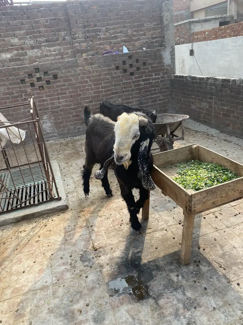 Desi breedar bakra — photo 7