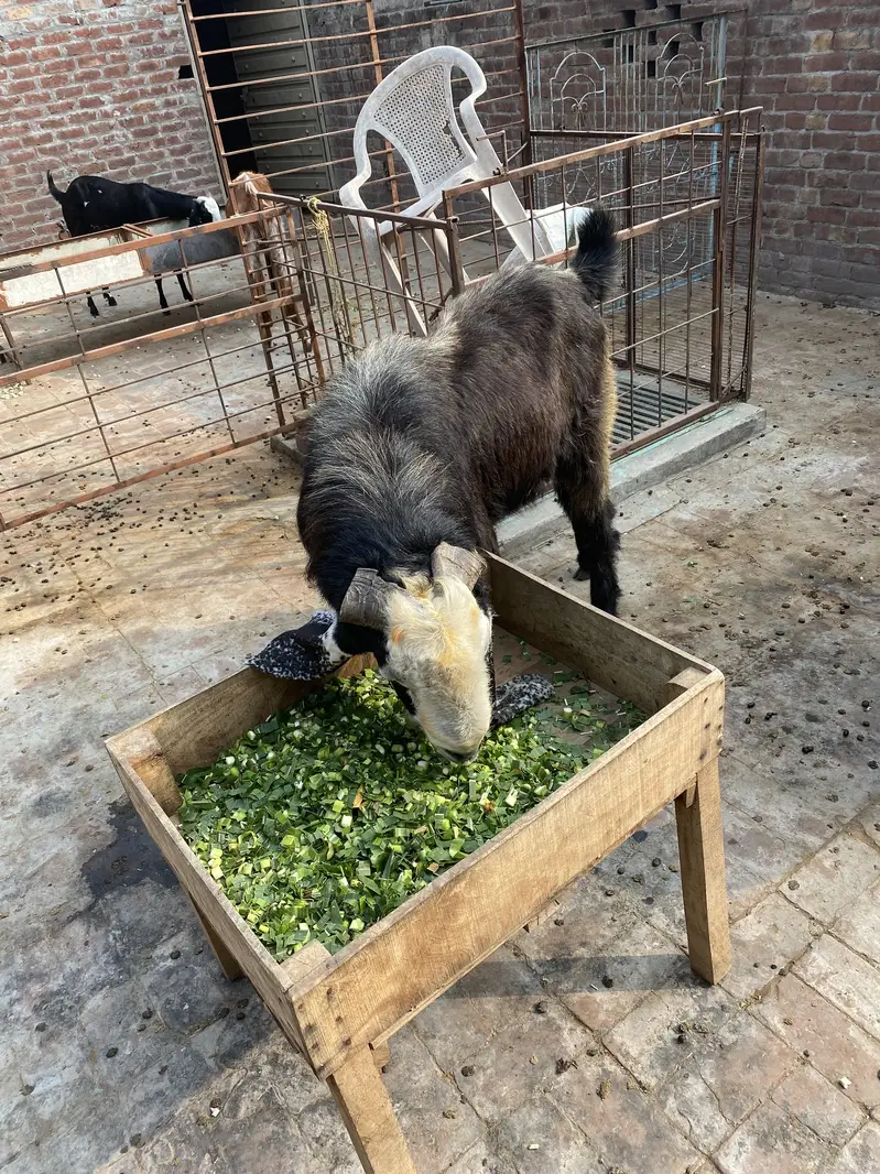 Desi breedar bakra — photo 8