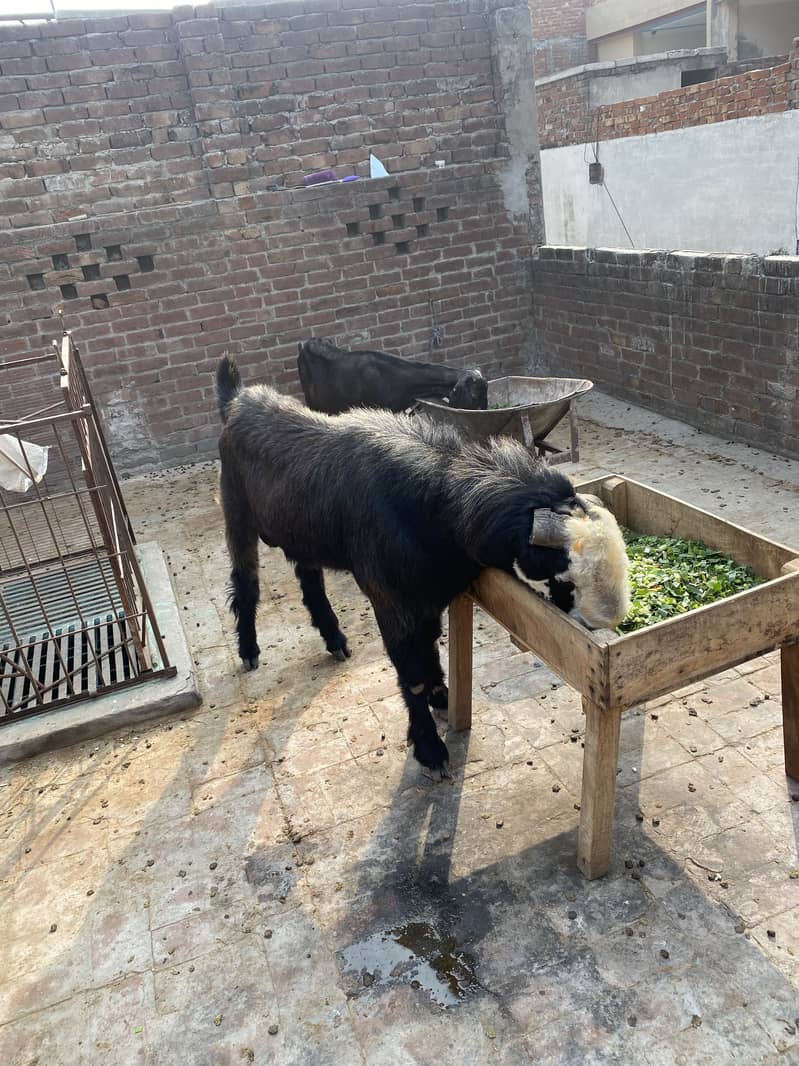 Desi breedar bakra 8