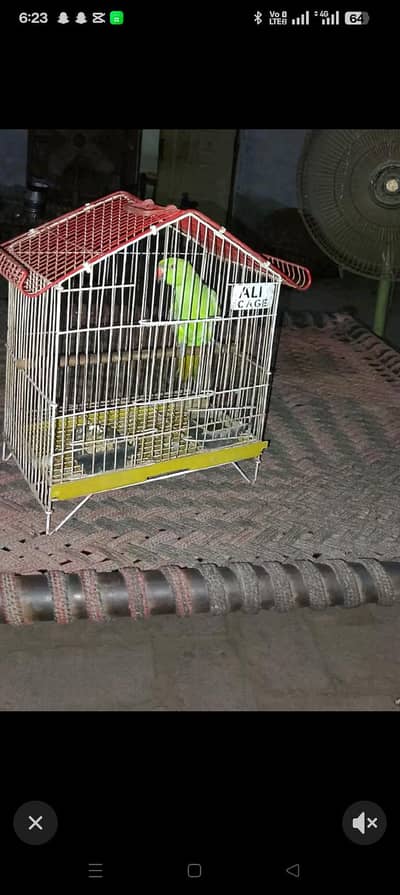 green parrot