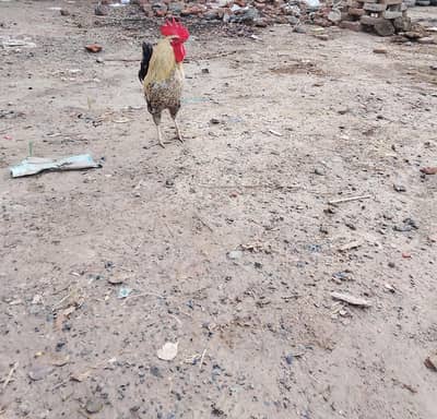 Desi Murga for sale