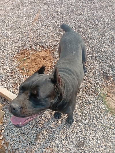 Cane Corso Pair for sale