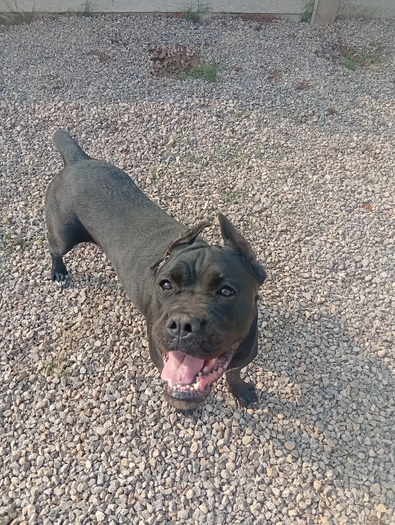 Cane Corso Pair for sale — photo 2