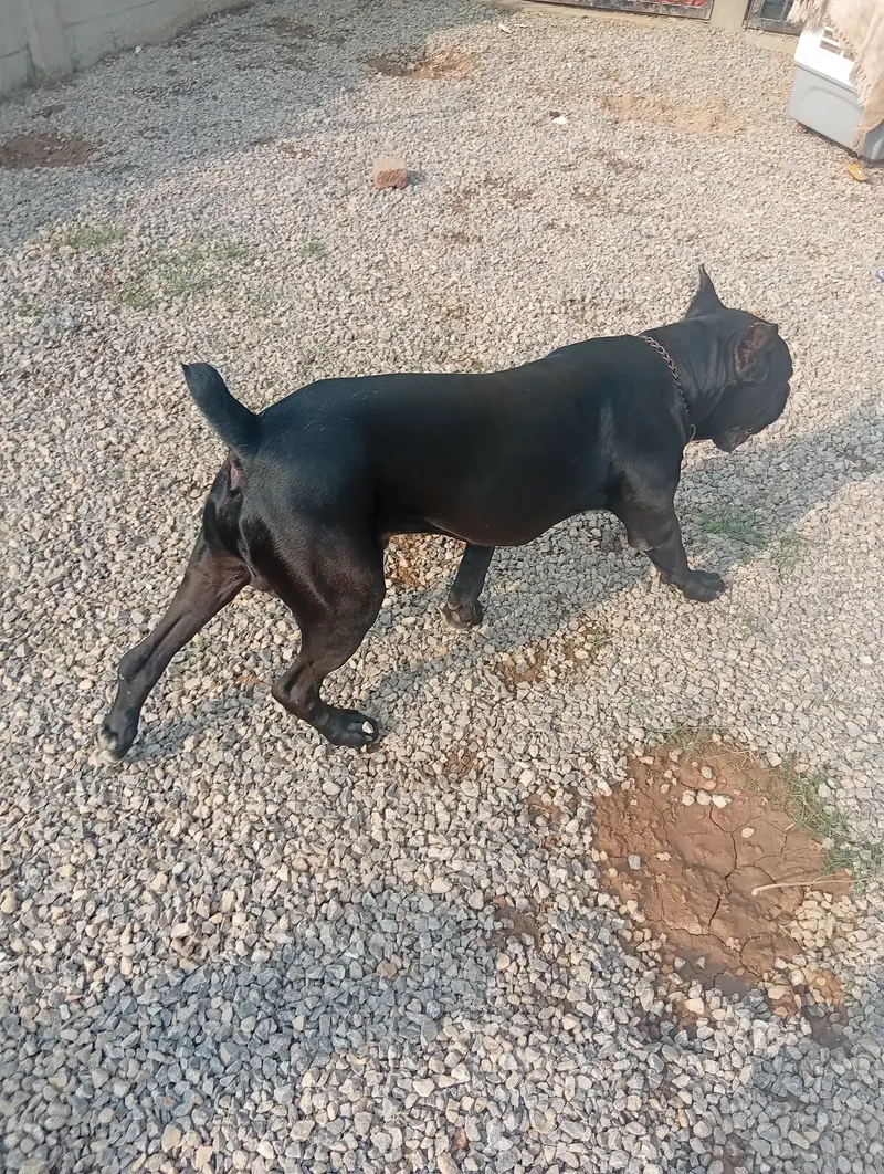 Cane Corso Pair for sale — photo 3