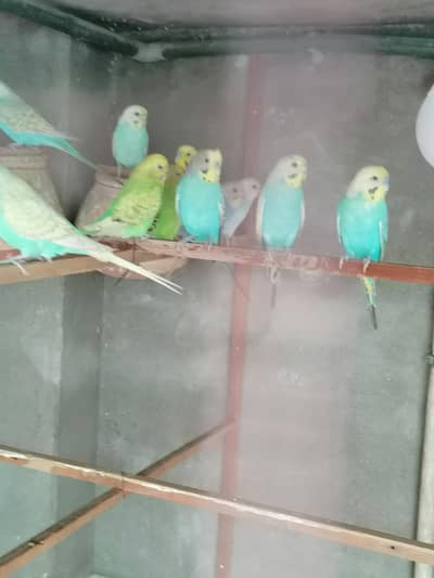 Australian Parrot