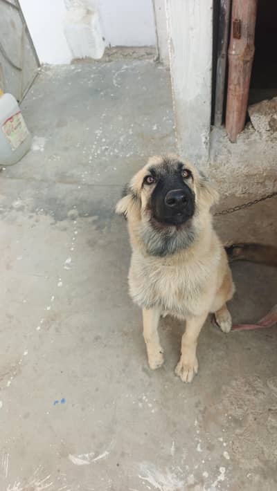 Afghan  kochi  security  dog  puppies