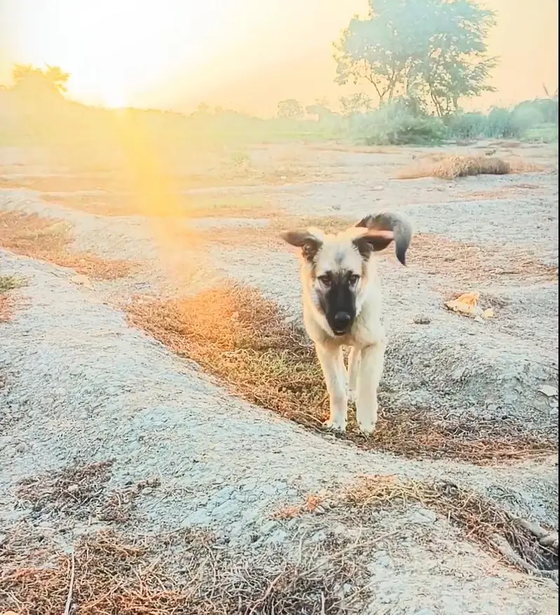 Afghan  kochi  security  dog  puppies — photo 2