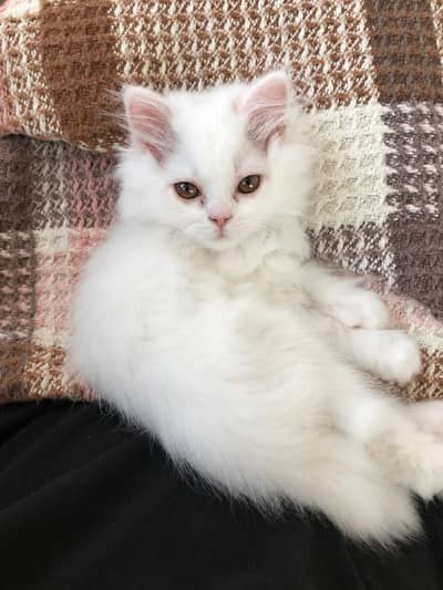 Persian kittens