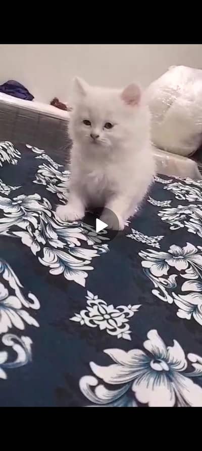 persian kittens pair for sale