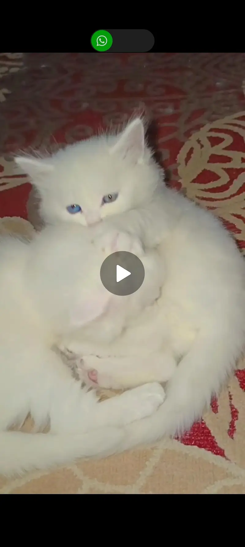 persian kittens pair for sale — photo 2