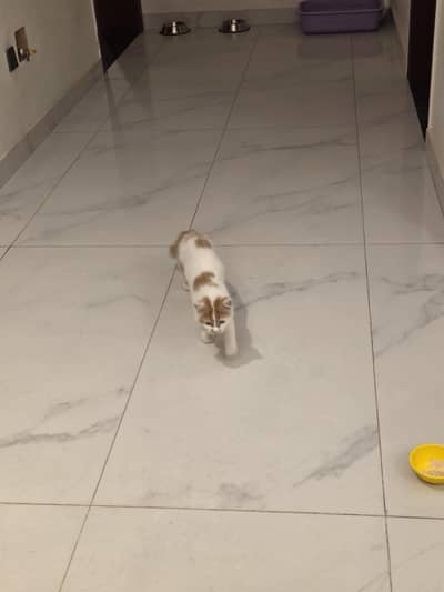 Persian Female Kitten for adoption
