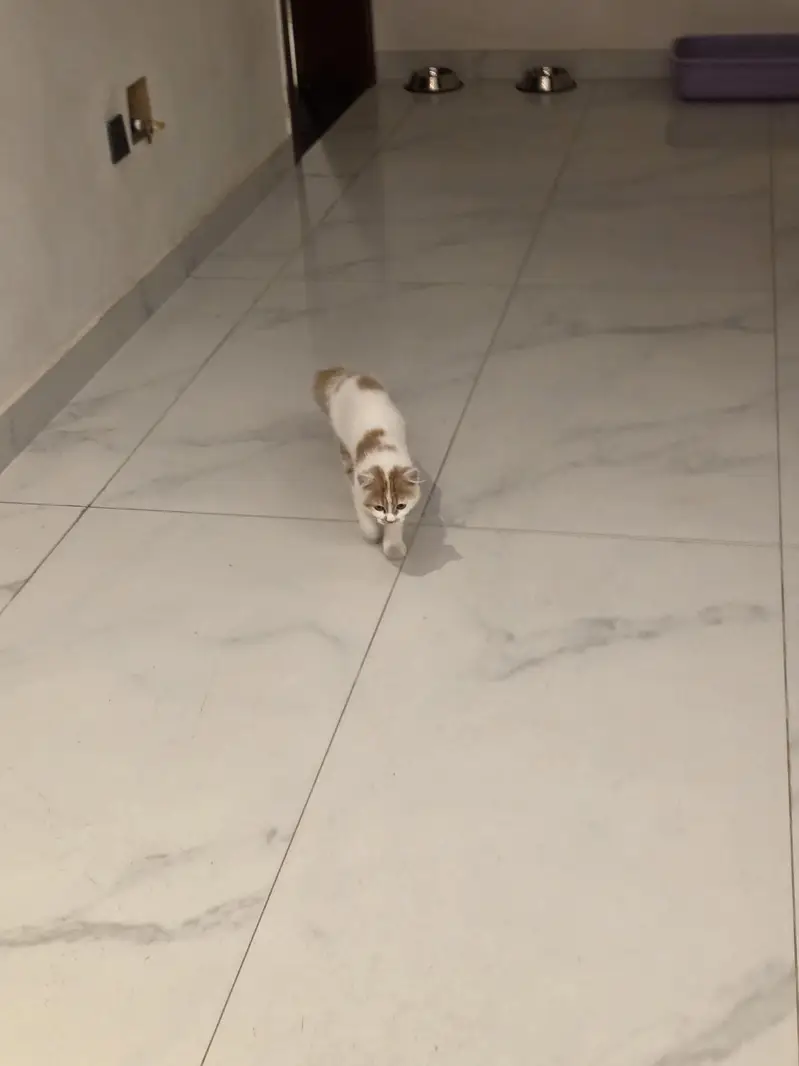 Persian Female Kitten for adoption — photo 3