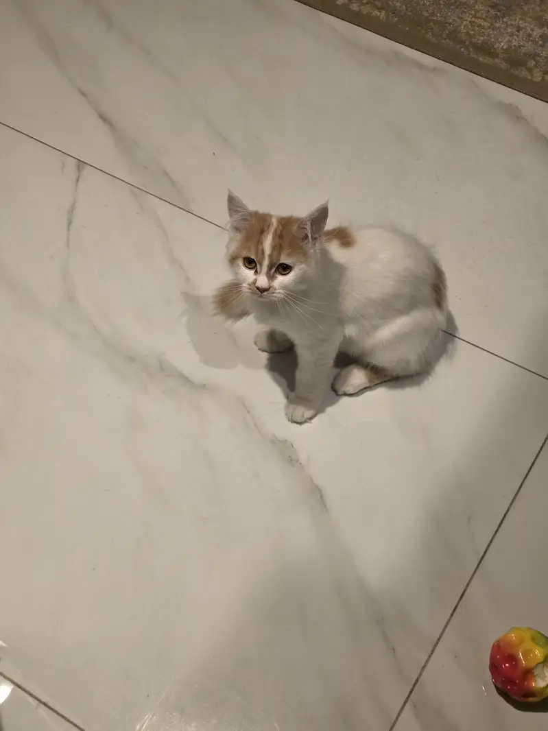 Persian Female Kitten for adoption — photo 5