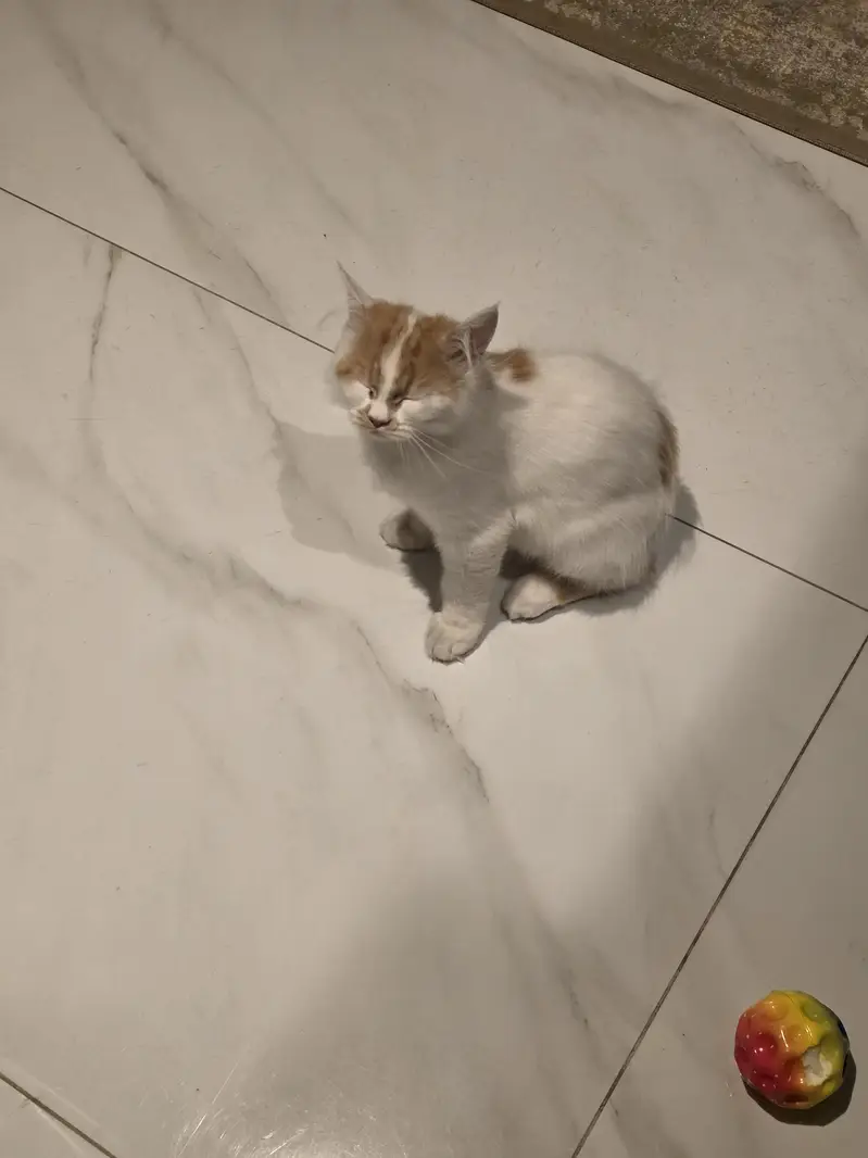 Persian Female Kitten for adoption — photo 7