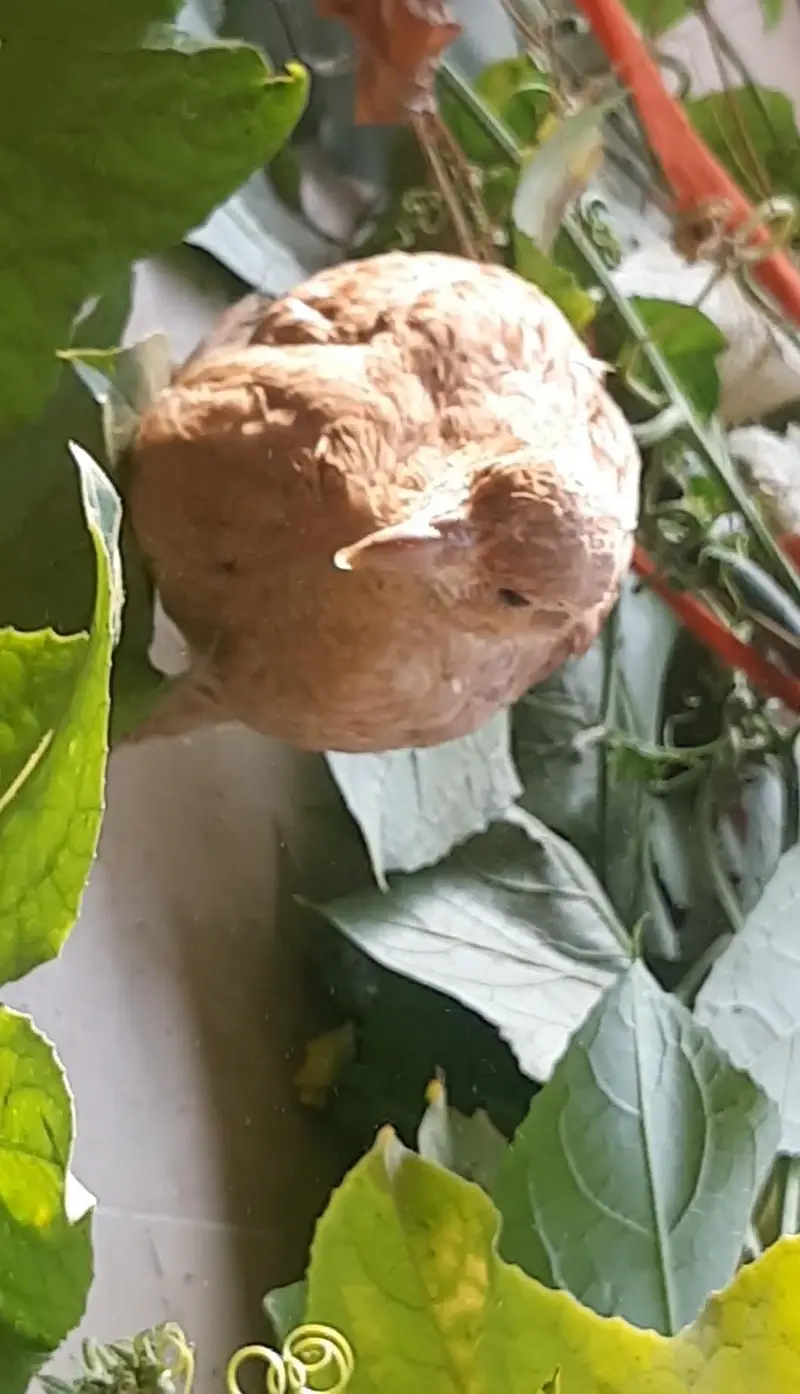 Healthy Irani Teetar For Sale in Rawalpindi