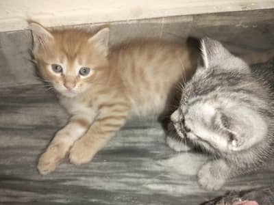 Lovely Cute Kittens