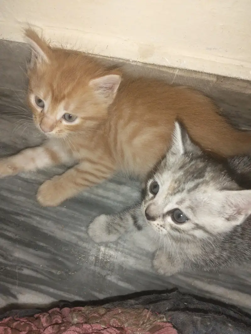 Lovely Cute Kittens — photo 2