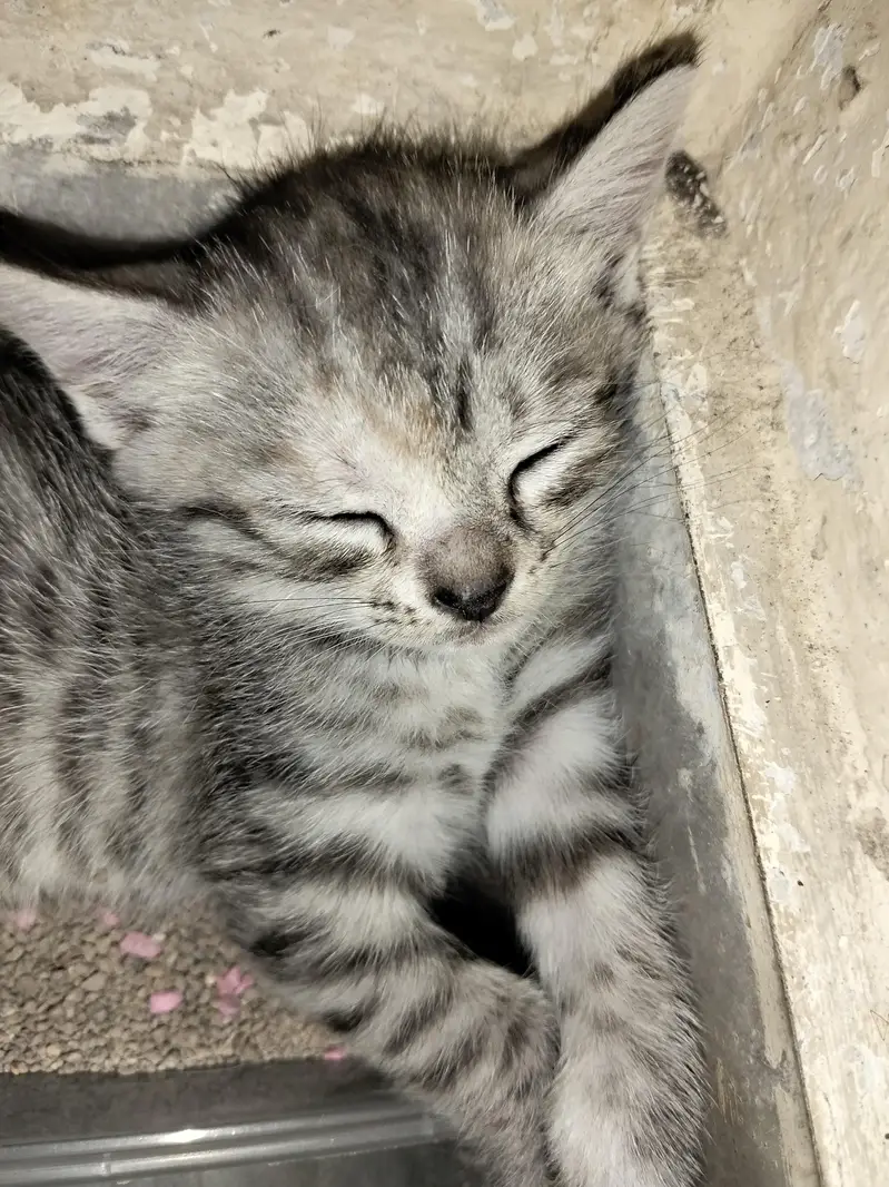 Lovely Cute Kittens — photo 4