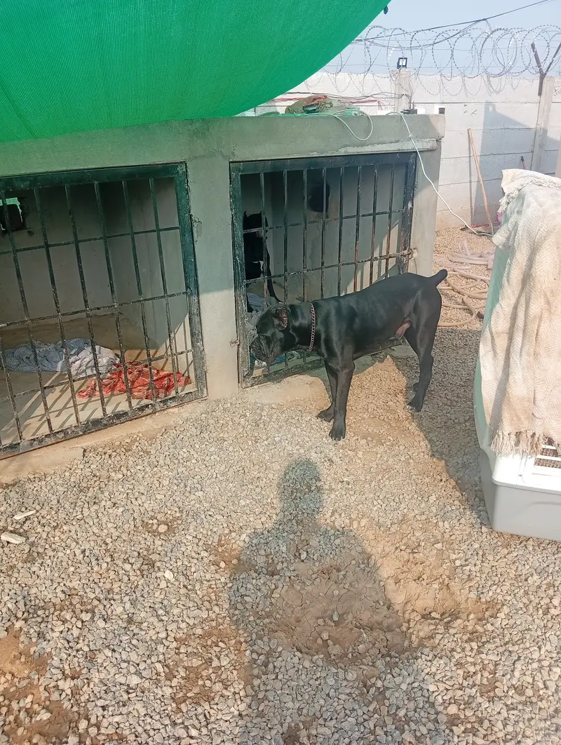 Cane Corso Pair for sale — photo 4