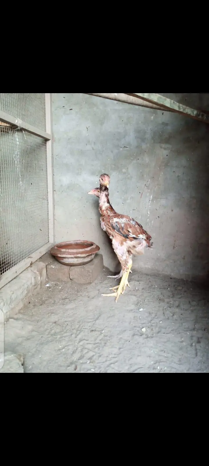 male or female aseel /beautiful patthe — photo 3