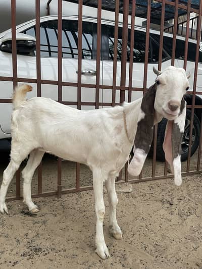 Gulabi kamori bakir urgent