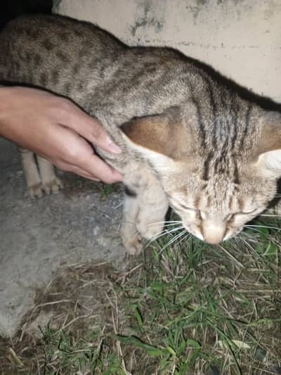 siberian cat for sale