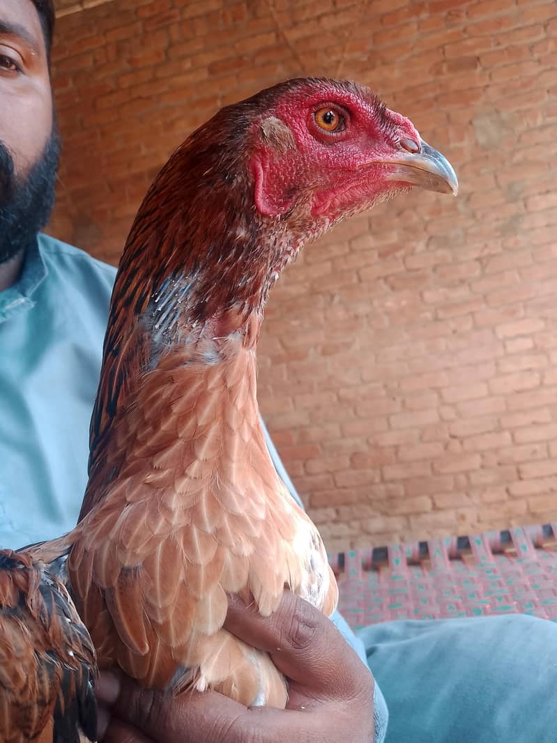 Thikkri queen 1