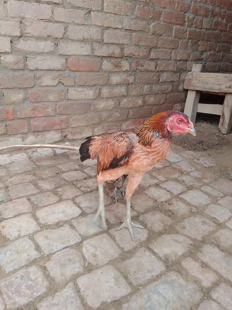 Thikkri queen 4