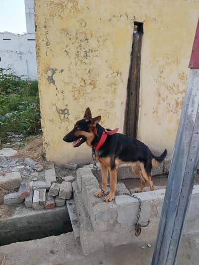 standard gsd stock coat for sale