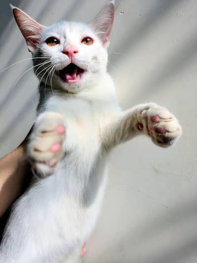 Cute White Female Kitten for Sale