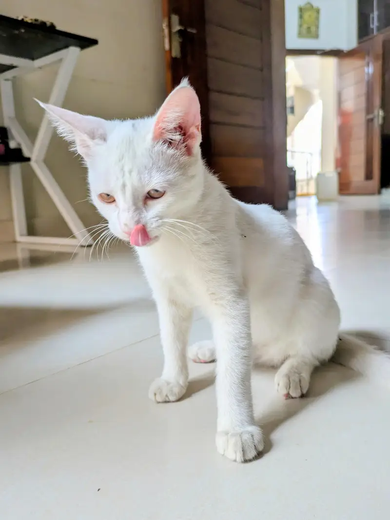 Cute White Female Kitten for Sale — photo 2