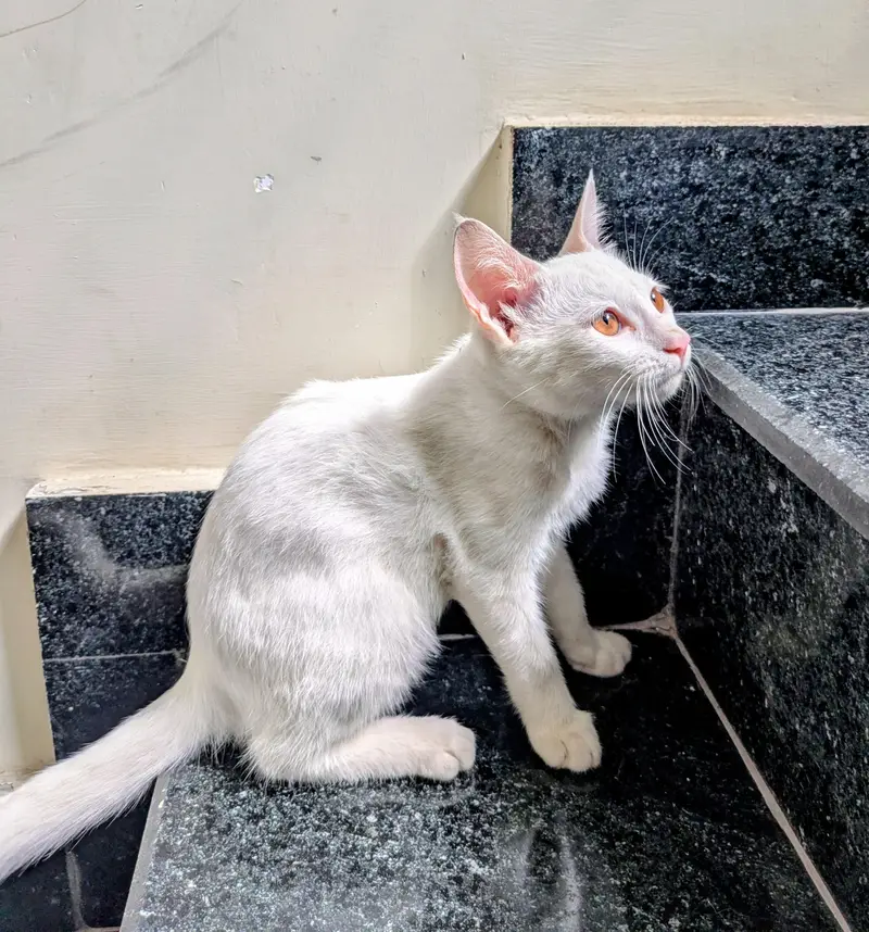 Cute White Female Kitten for Sale — photo 3