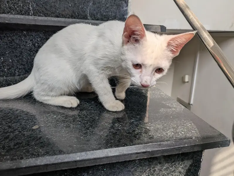 Cute White Female Kitten for Sale — photo 4