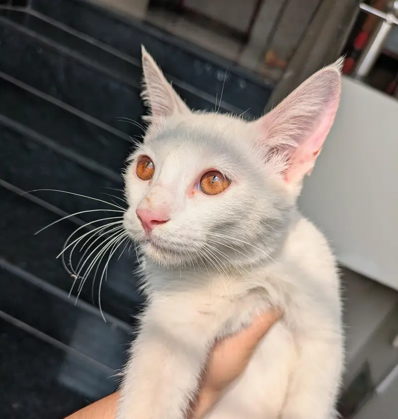 Cute White Female Kitten for Sale — photo 5