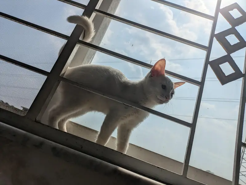 Cute White Female Kitten for Sale — photo 6
