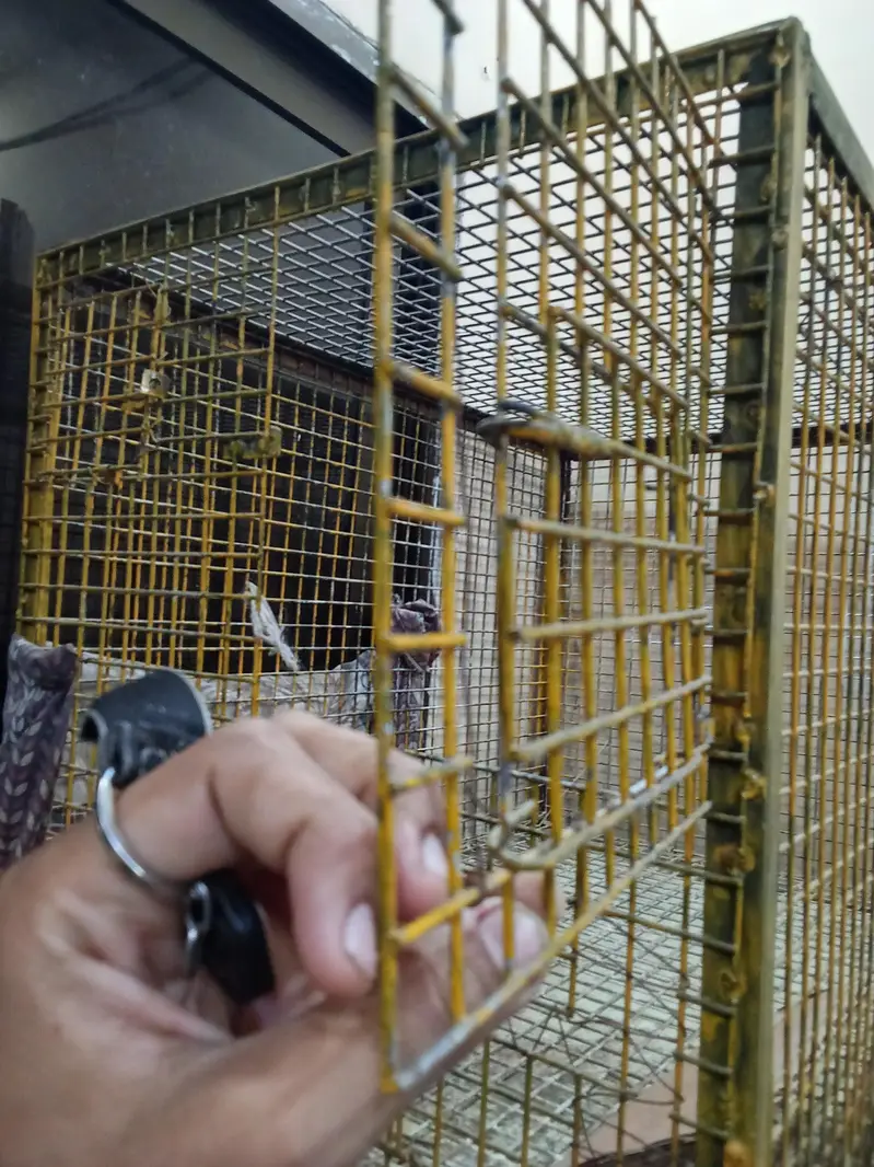 parrots cage 4 x 4 — photo 3