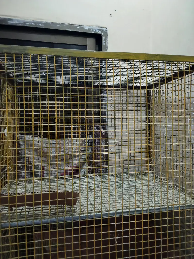 parrots cage 4 x 4 — photo 5
