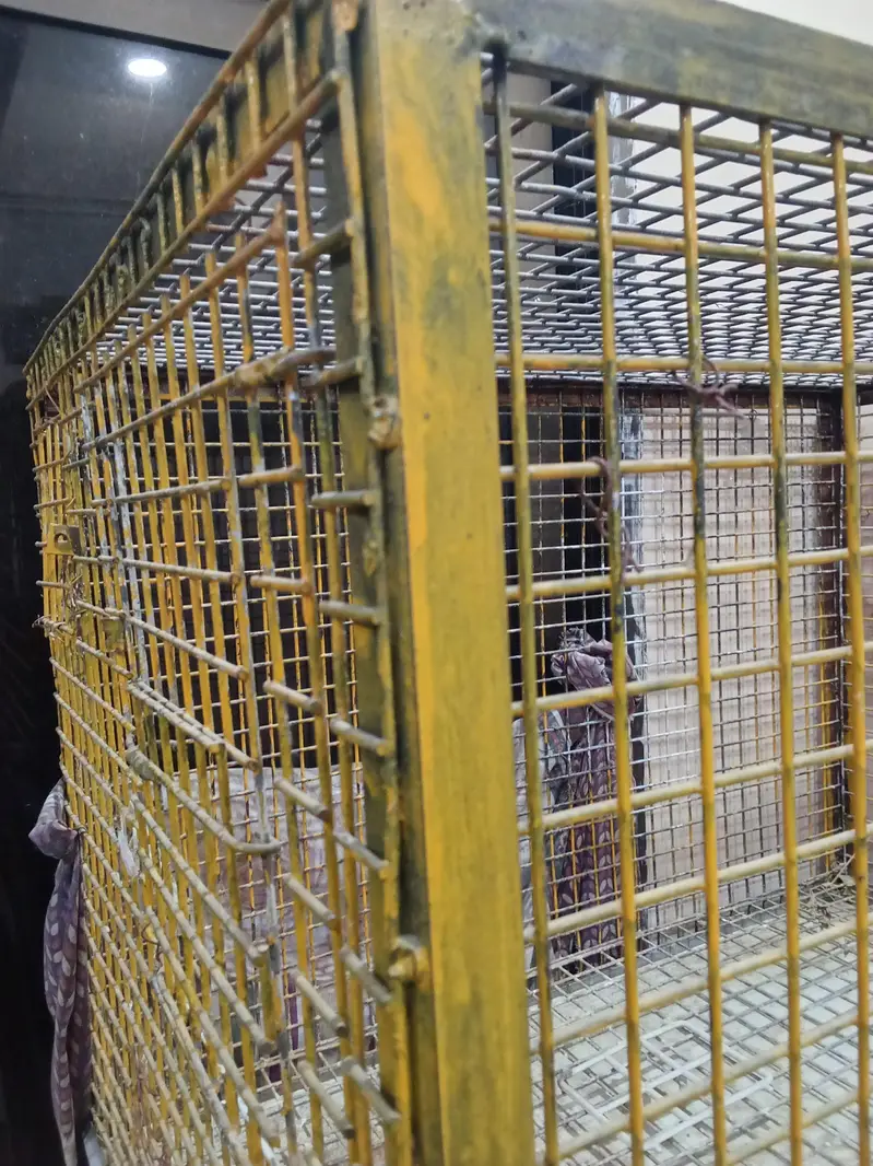 parrots cage 4 x 4 — photo 6