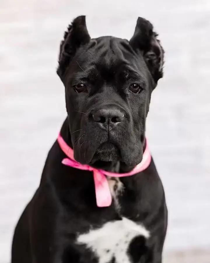 Cane Corso Puppy | Cane Corso Puppies | Cane Corso Dog for sale — photo 2