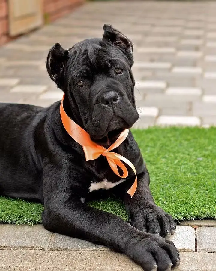 Cane Corso Puppy | Cane Corso Puppies | Cane Corso Dog for sale — photo 5