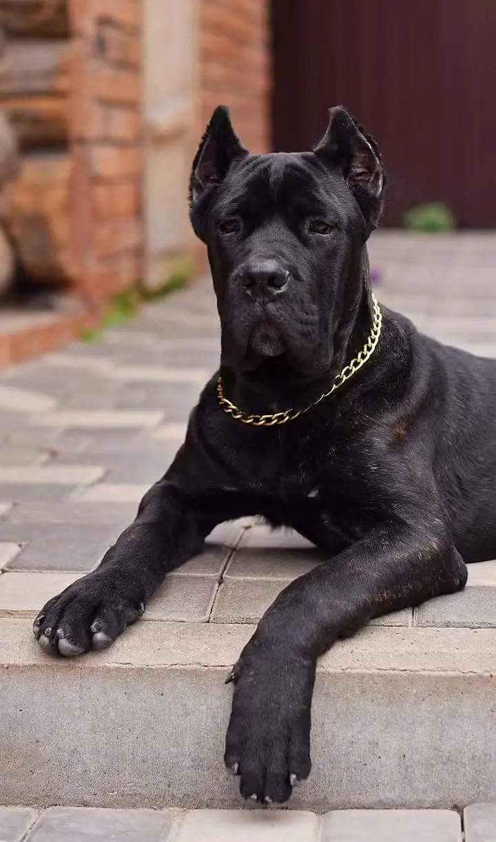 Cane Corso Puppy | Cane Corso Puppies | Cane Corso Dog for sale — photo 8