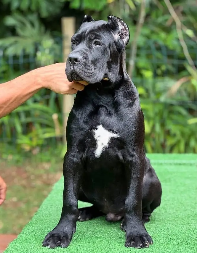 Cane Corso Puppy | Cane Corso Puppies | Cane Corso Dog for sale — photo 9