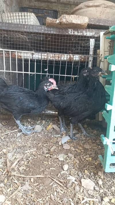 Desi chick for sale