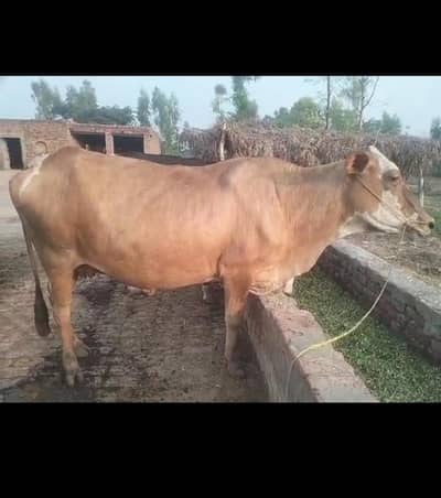 gersi cross cow