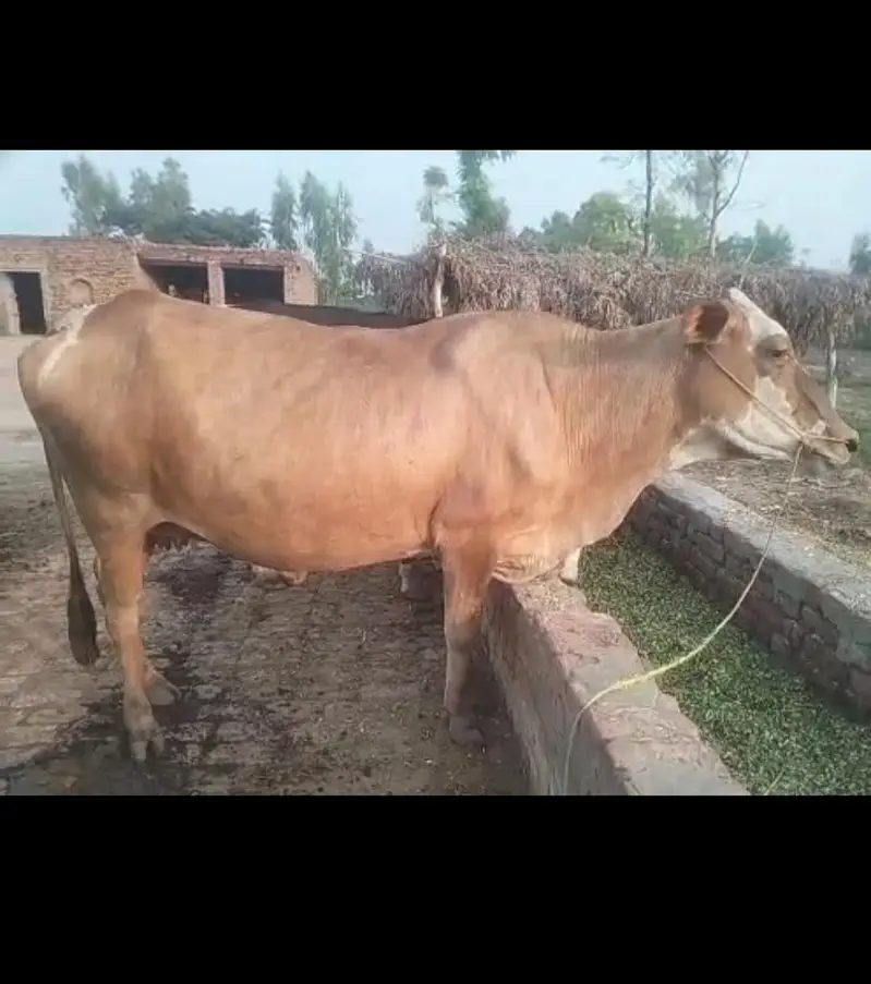 gersi cross cow