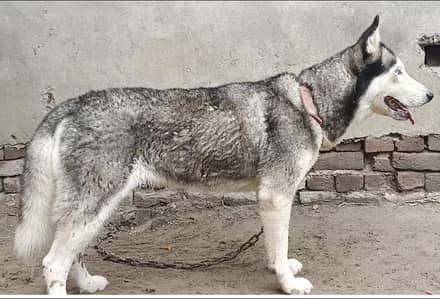 Husky breeder female/03487559488