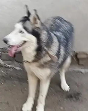 Husky breeder female/03487559488 — photo 2