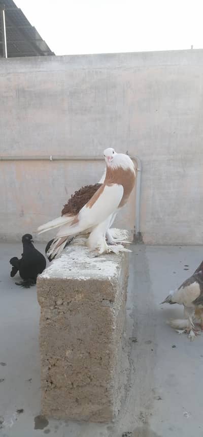 sentient, pouter, saddle frill back