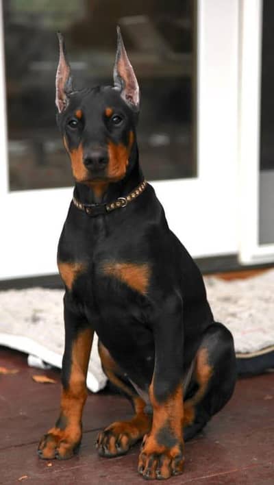 American Doberman puppies | Doberman Puppy | Dog for sale