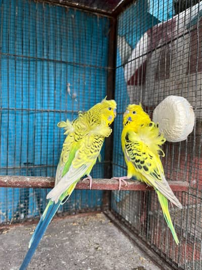 TCB Hogo Pair & Redeye Lacewing Hogos